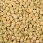 fournisseur Lentilles blondes Import  Cal. 6/9mm