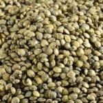 fournisseur LENTILLE VERTE FRANCE SAC 25 KG 