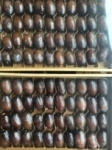 Datte Medjoul  bonbon Recolte 2023<br>
