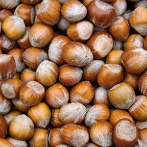 Noisettes coques 20/22 France sac 5kg Récolte 2025  SAC 5 KG
