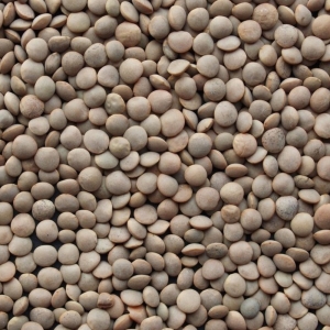 Lentilles blondes BIO France  SAC 5 KG