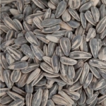 Graines de tournesol grillées<br>