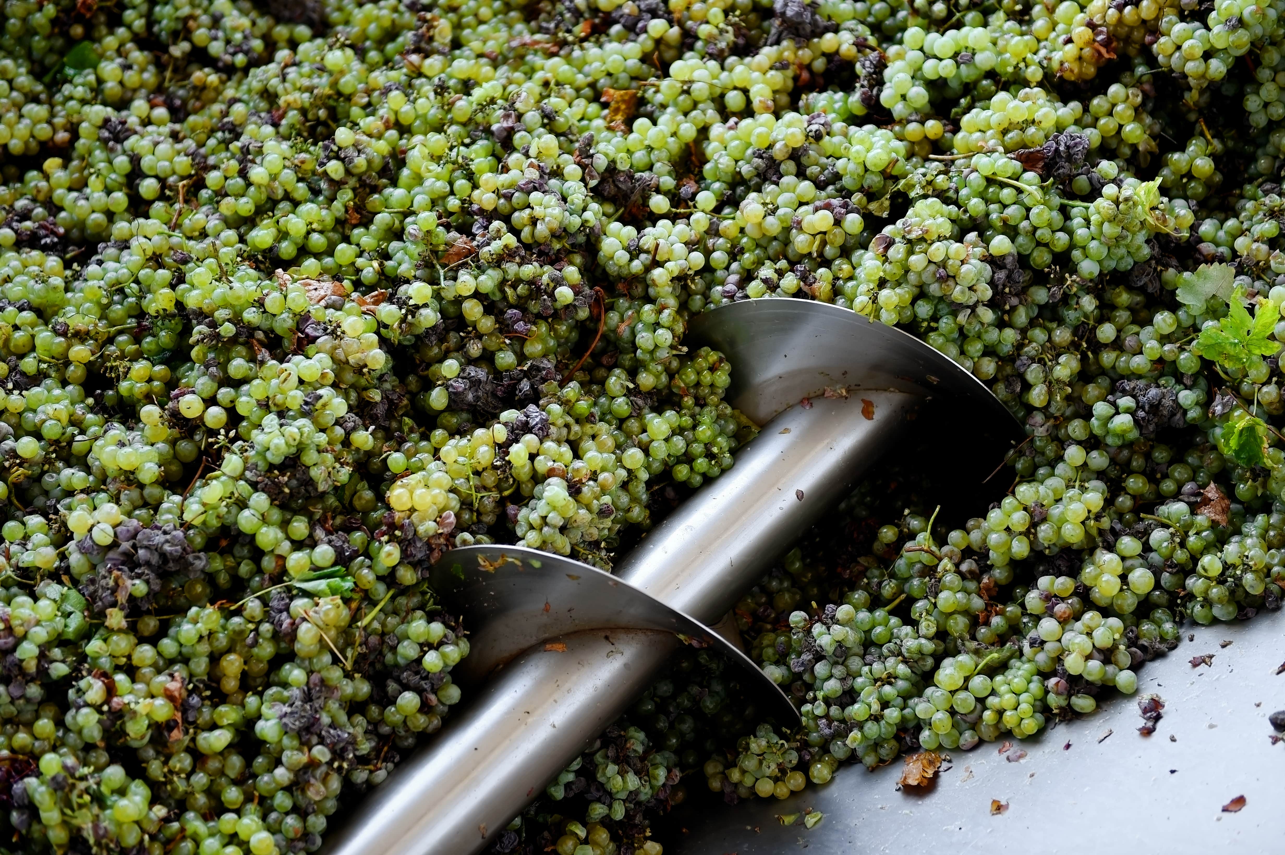 le pressage du raisin pour le vin