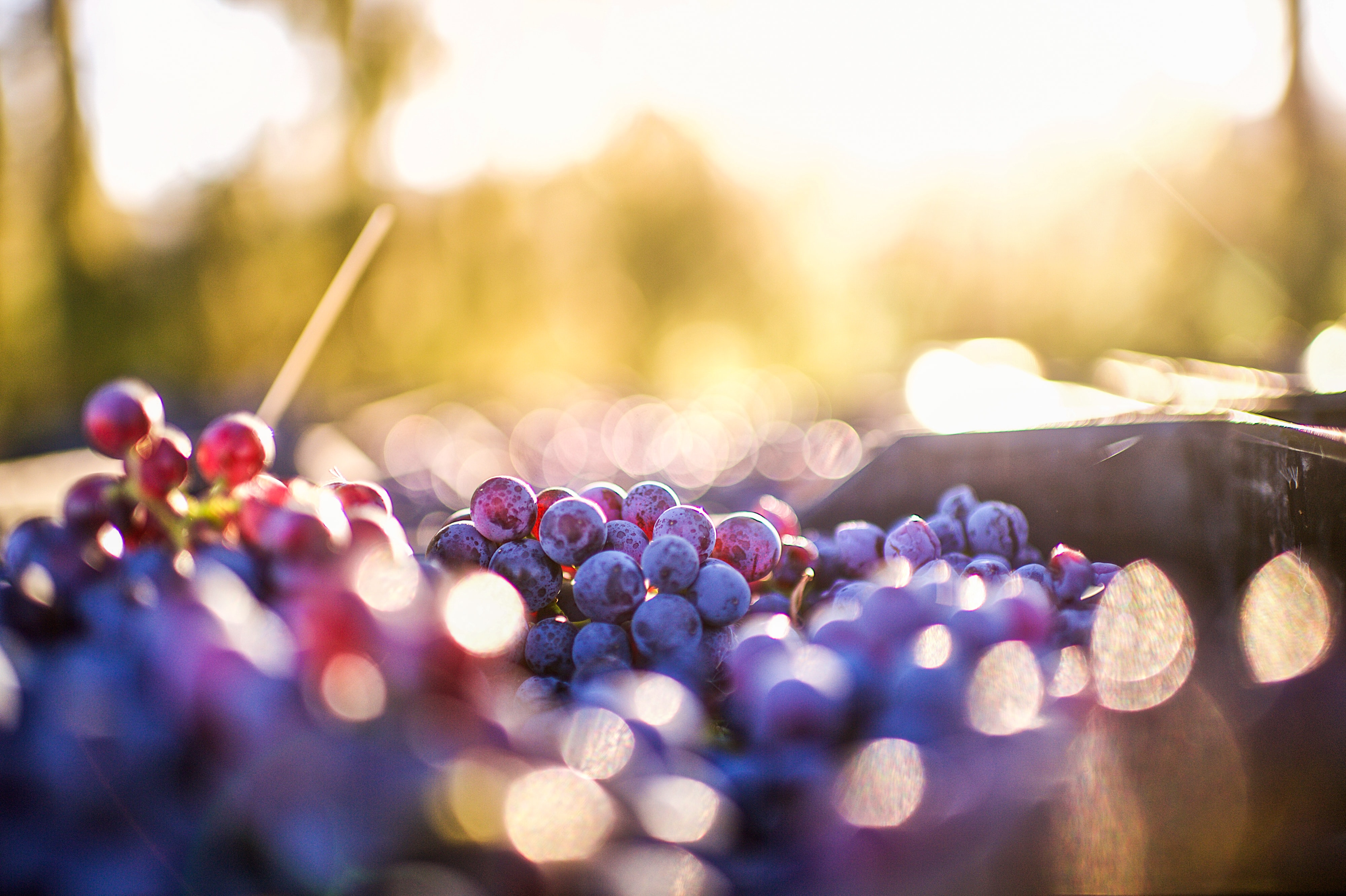 la composition du vin